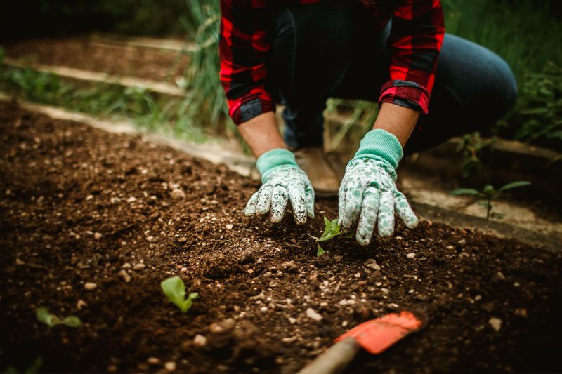 Gardeners Dodged The Planting Delays Farmers Faced