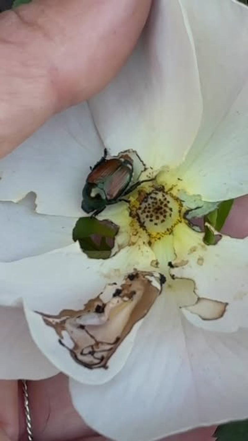 Gardeners Inspect Roses Every Day During Peak Activity Gardeners Inspect Roses Every Day During Peak Activity