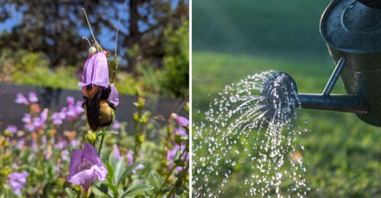 Gardening Tips That Will Keep Your Oregon Backyard Thriving All Year