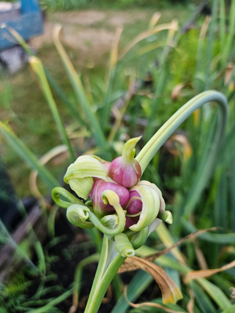 Garlic Sends A Strong Signal Garlic Sends A Strong Signal
