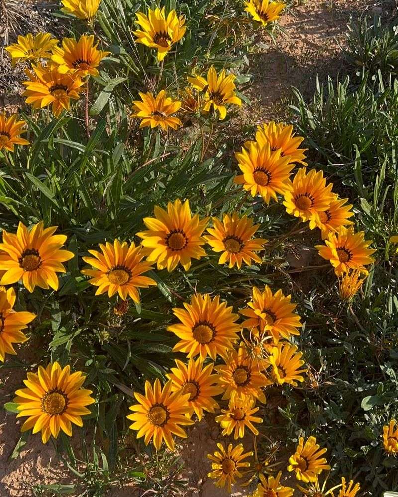 Gazania Can Escape Sunny Coastal Beds