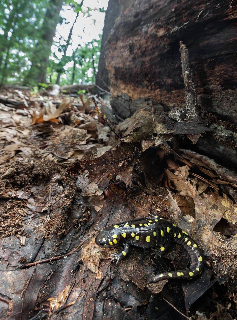 Gentle Garden Care Can Protect Salamander Habitat