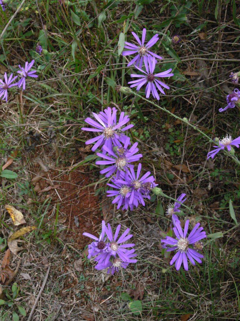 Georgia Aster Saves Its Best Blooms For Late Summer Georgia Aster Saves Its Best Blooms For Late Summer