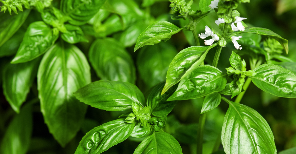basil (featured image)