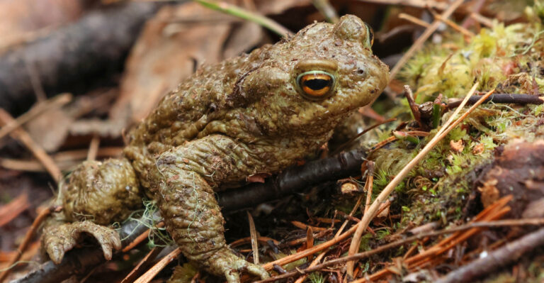 toad ©Image Credit: /Shutterstock