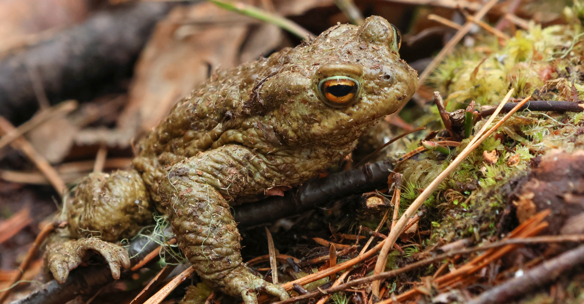 toad ©Image Credit: /Shutterstock