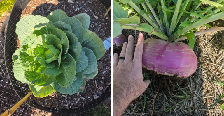 Georgia Gardeners Should Plant These 8 Fall Vegetables Right Now