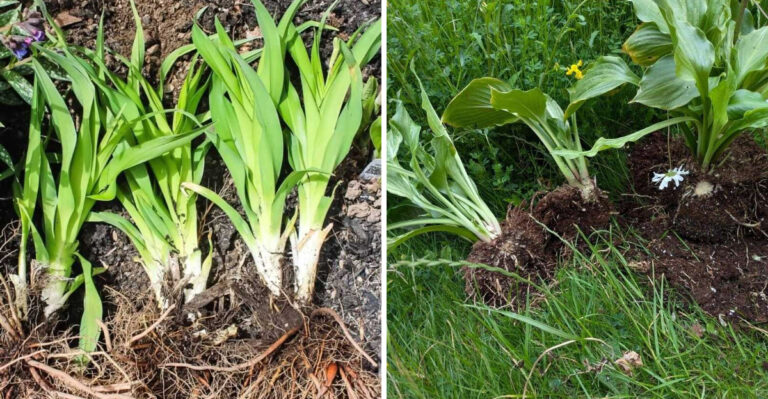 Georgia Gardeners Should Wait Until Fall To Divide These Perennials