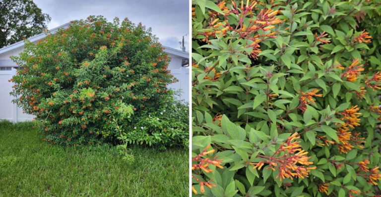 Georgia Gardens Get Months Of Color From This Underrated Shrub