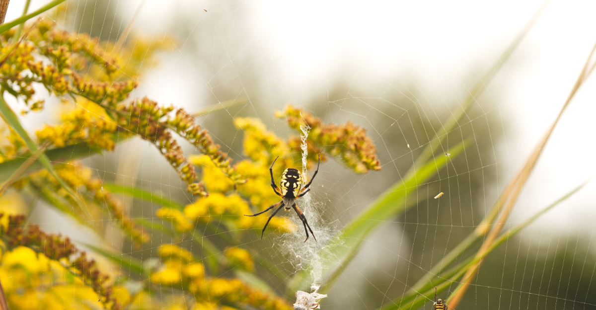 spider (featured image)