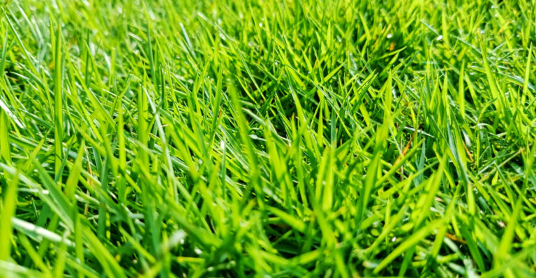 Georgia Homeowners Keep Making This Zoysia Mowing Mistake All Summer Long