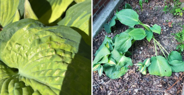Georgia Hostas Need Shade, But This Summer Mistake Still Hurts Them