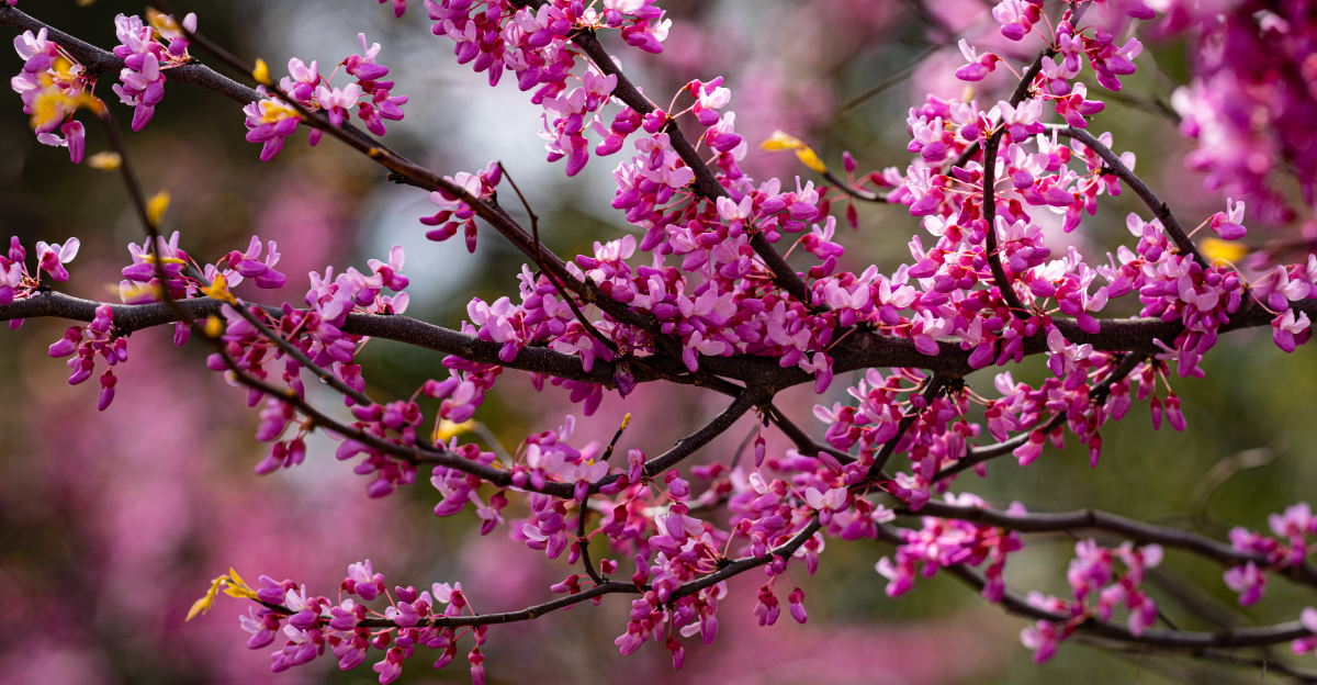 tree (featured image)
