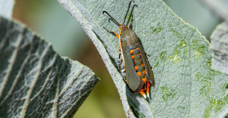 Squash vine borer (featured image)