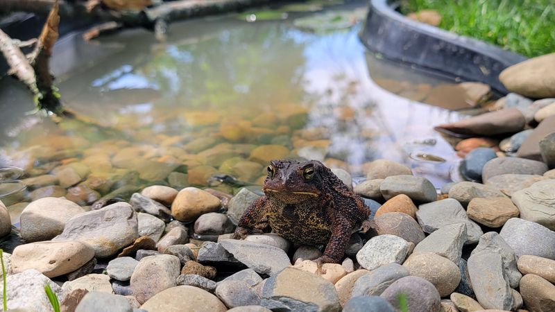 Georgia Yards Can Support Local Frogs And Toads Georgia Yards Can Support Local Frogs And Toads