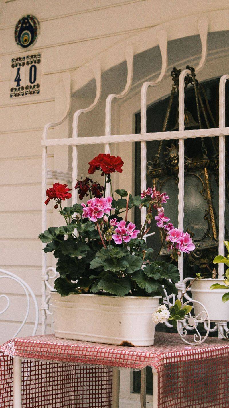 Geranium