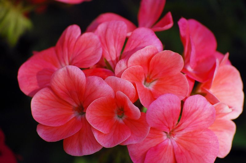 Geranium