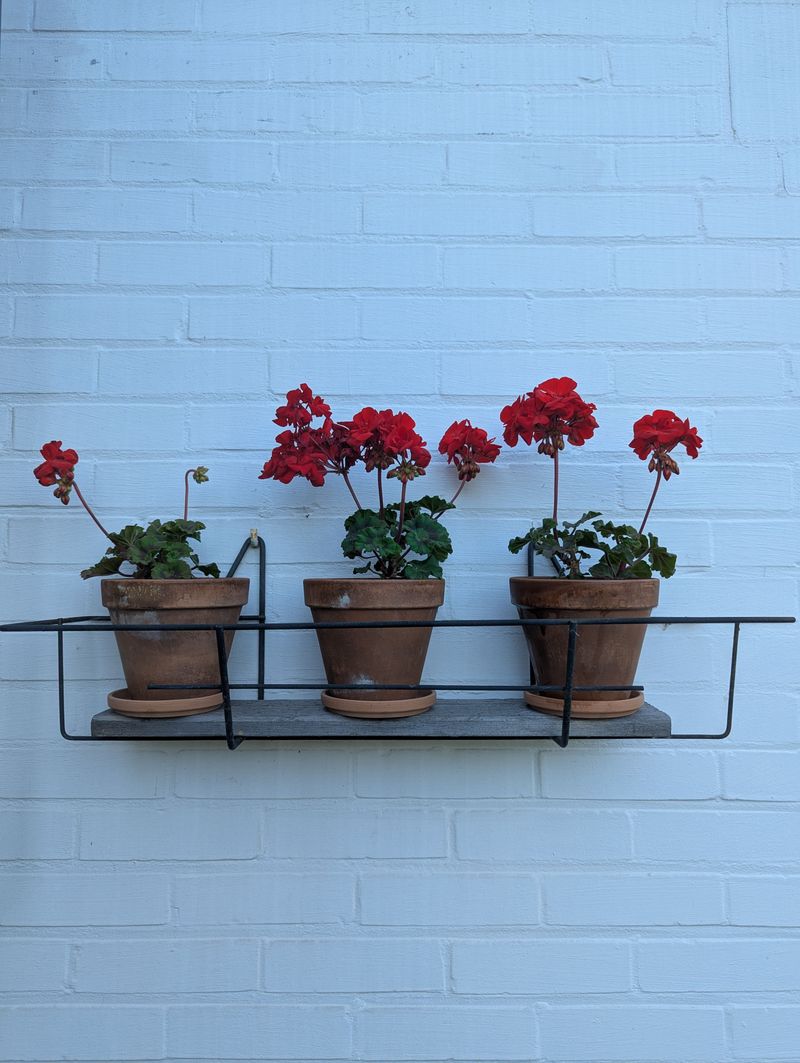 Geraniums