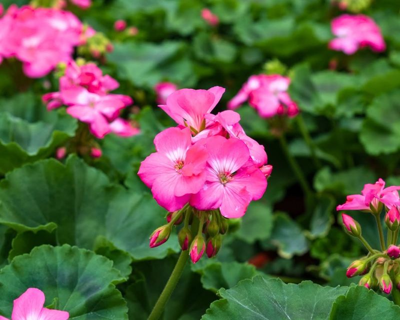 Geraniums Geraniums