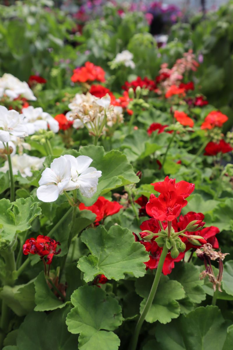 Geraniums