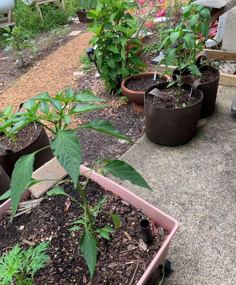 Get Peppers Ready For Fall Production