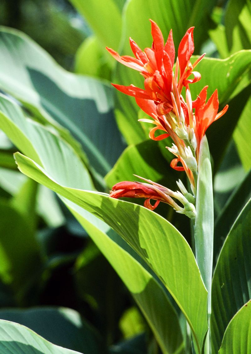 Getting Stalled Cannas Growing Again This Season