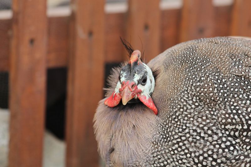 Getting Started With Tick-Eating Birds Getting Started With Tick-Eating Birds