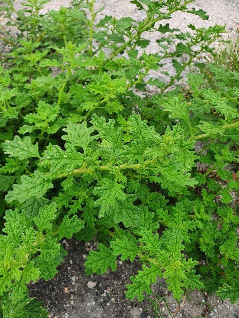 Getting The Most Repellent Effect From The Leaves