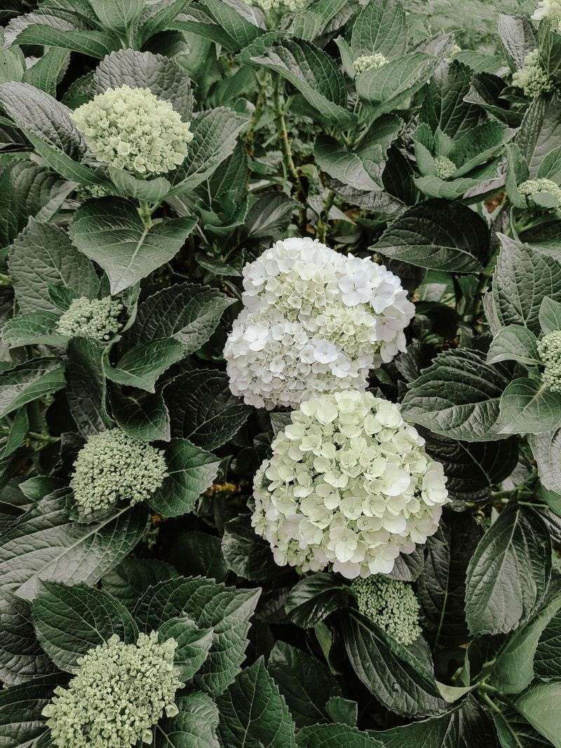 Getting Your Hydrangeas Back To Healthy Growth Getting Your Hydrangeas Back To Healthy Growth