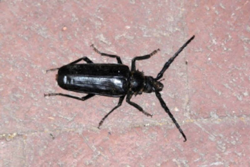 Giant Beetles Appear At Night Giant Beetles Appear At Night