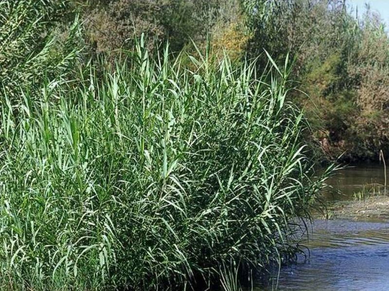 Giant Reed Is A Creekside Nightmare