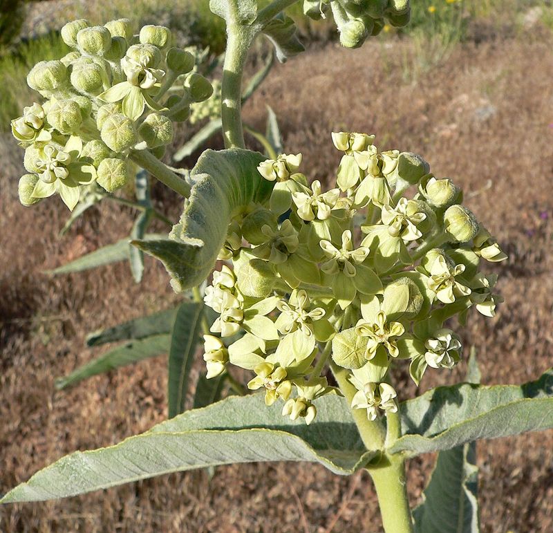 Giant Sand Milkweed Handles Sunny Native Plantings