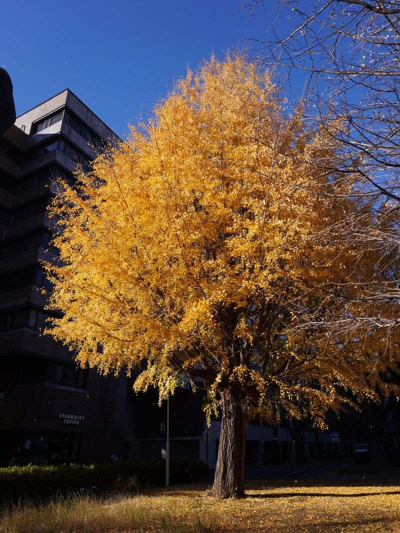 Ginkgos Endure Urban Heat And Dryness Ginkgos Endure Urban Heat And Dryness
