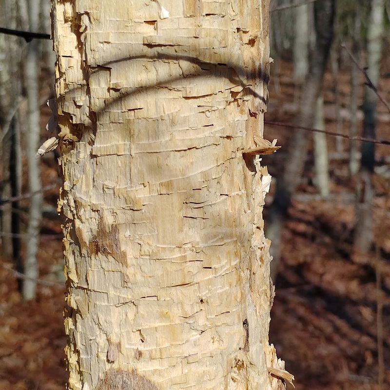 Girdling Is The Real Tree Destroyer Girdling Is The Real Tree Destroyer