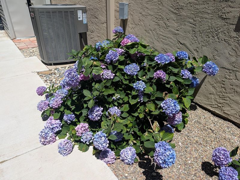Give Afternoon Shade During Brutal Heat Give Afternoon Shade During Brutal Heat