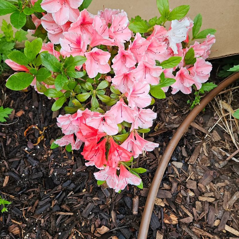 Give Azaleas Steady Deep Moisture In August
