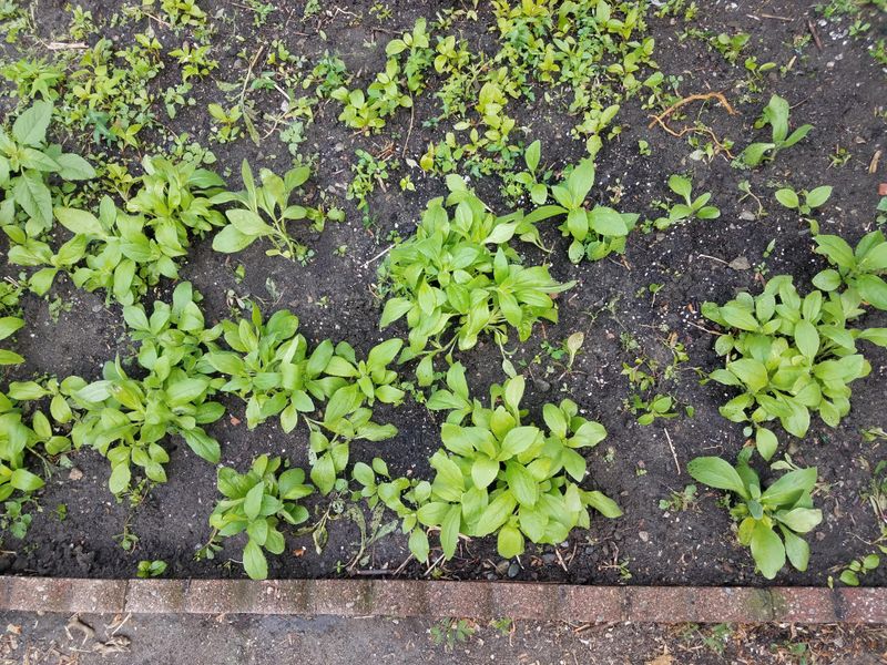Give Bare Soil A Chance To Catch New Seedlings Give Bare Soil A Chance To Catch New Seedlings
