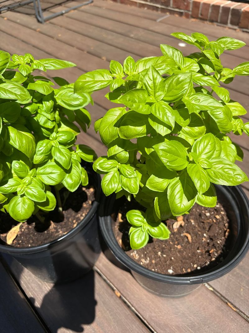 Give Basil At Least Six Hours Of Bright Sunlight Give Basil At Least Six Hours Of Bright Sunlight