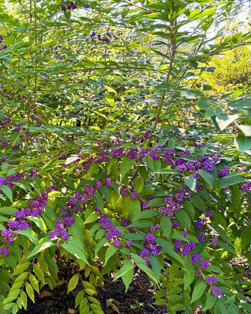 Give Beautyberry Sun Or Part Shade Give Beautyberry Sun Or Part Shade