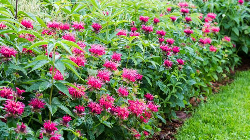 Give Bee Balm The Conditions It Needs Give Bee Balm The Conditions It Needs
