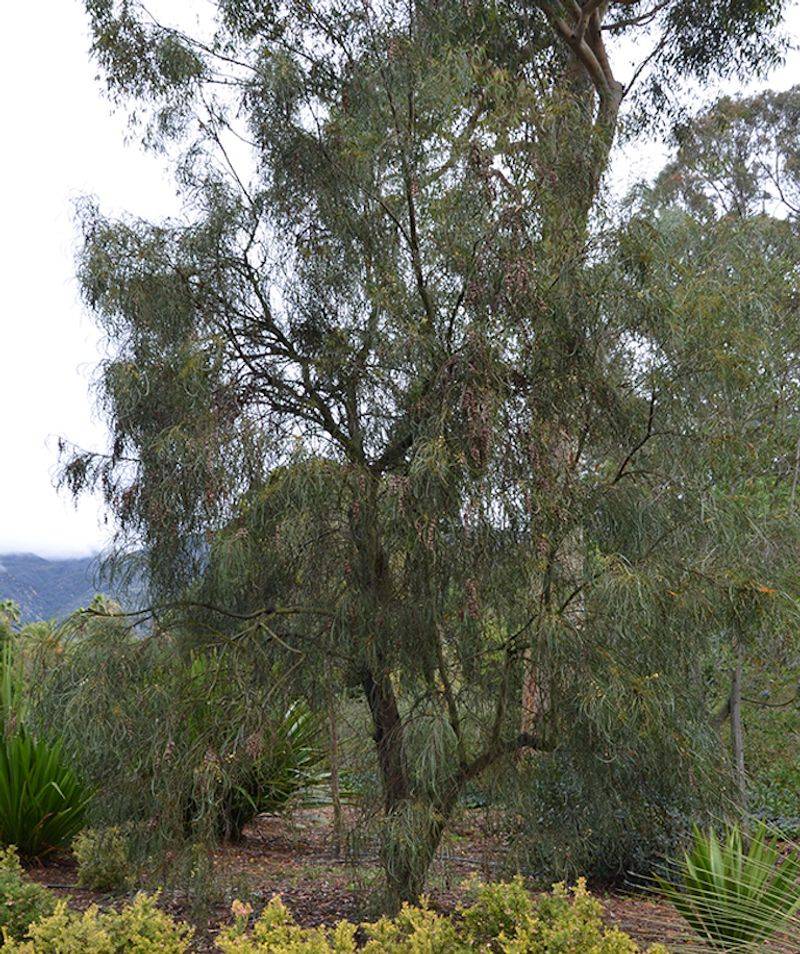 Give Branches Room To Spread Naturally Give Branches Room To Spread Naturally