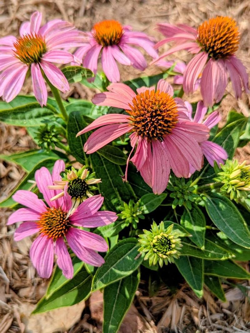Give Coneflowers Their Sunniest Spot Give Coneflowers Their Sunniest Spot