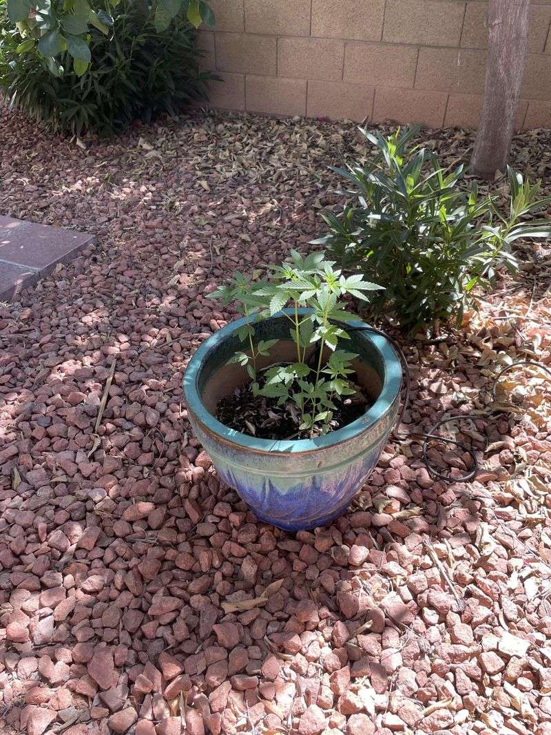 Give Containers Afternoon Shade In Extreme Heat