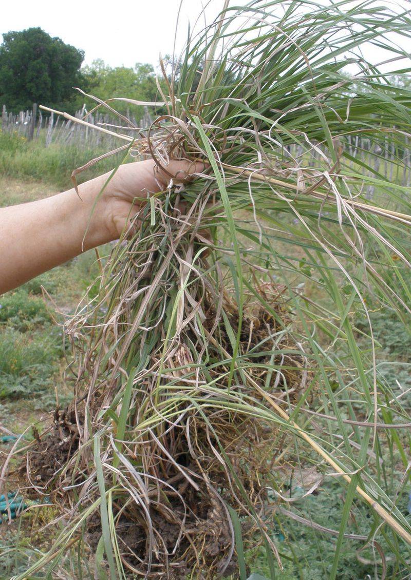 Give Deep Roots Time To Rebuild The Soil