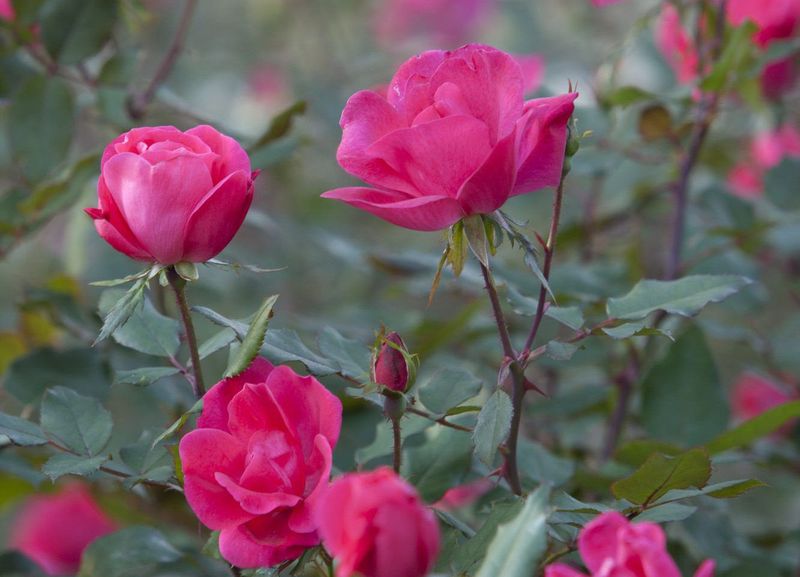 Give Established Roses a Slow, Deep Soak Give Established Roses a Slow, Deep Soak