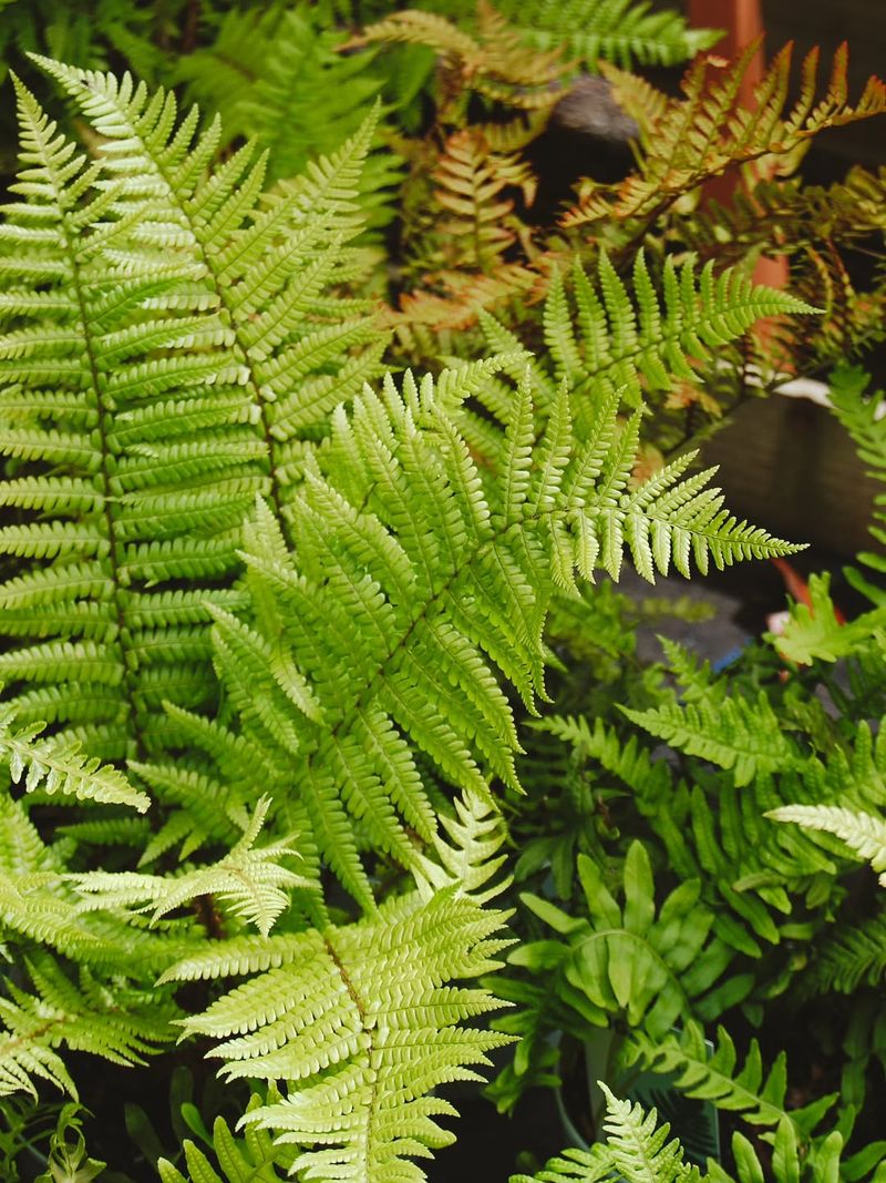 Give Ferns A Cooler Shady Corner Give Ferns A Cooler Shady Corner