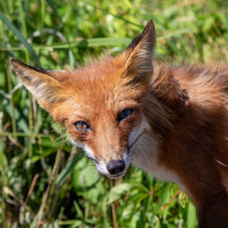 Give Foxes Plenty Of Space Around The Yard Give Foxes Plenty Of Space Around The Yard