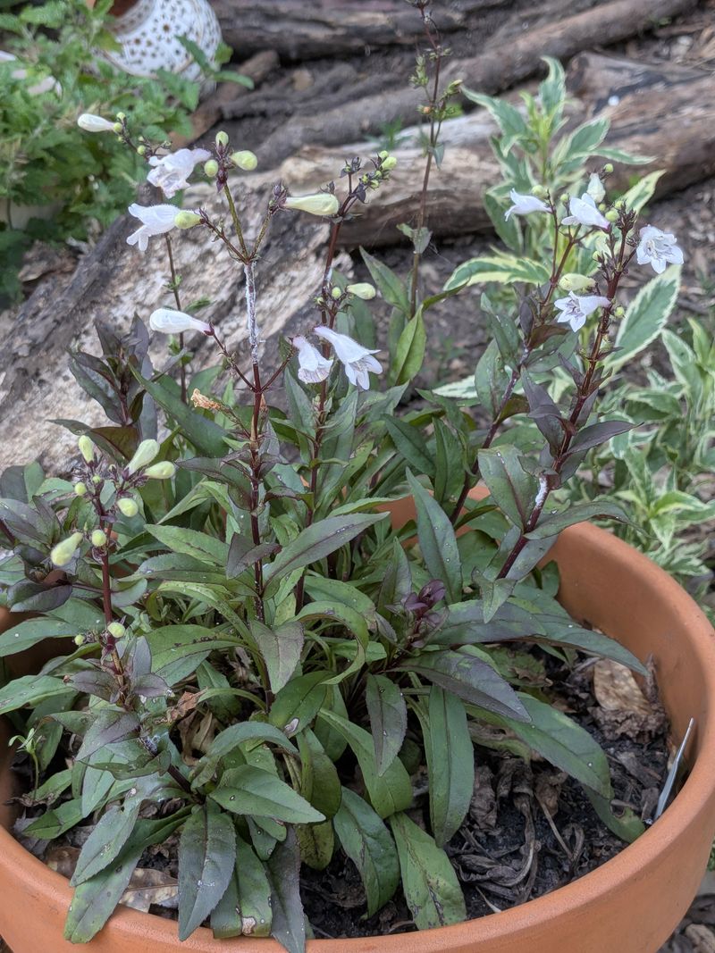 Give Foxglove Beardtongue A Well Drained Home Give Foxglove Beardtongue A Well Drained Home