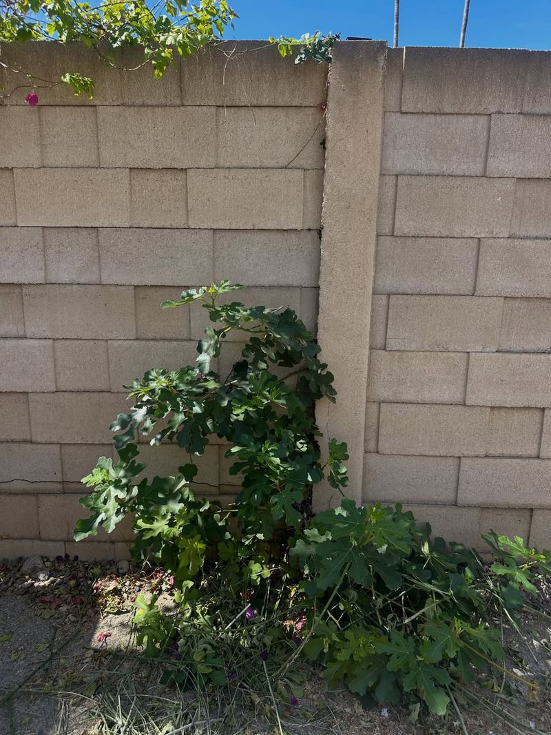 Give Fruit A Warm South Wall