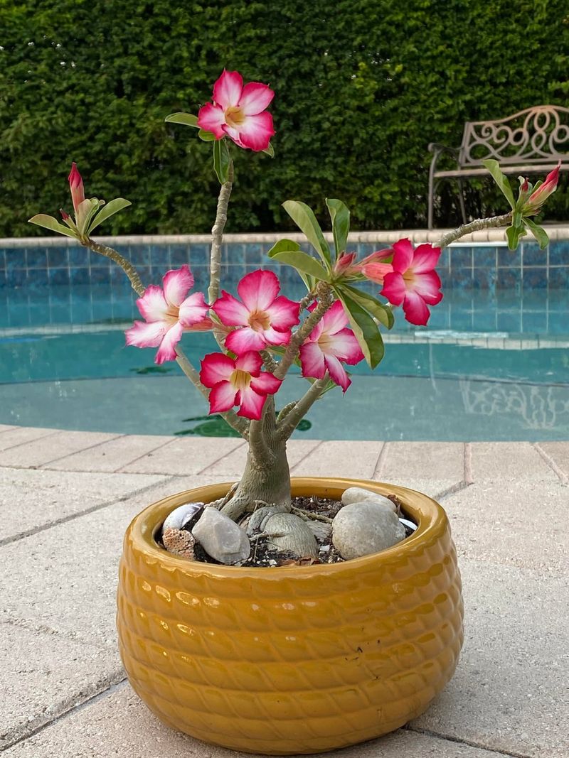 Give Full Sun Without Trapping Wet Roots